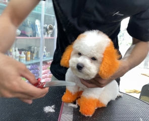 Doolee Petshop - Nơi Chăm Sóc Thú Cưng Chuyên Nghiệp và Đầy Đủ Dịch Vụ