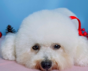  Grooming thú cưng ở Tây Ninh: Lợi ích, quy trình & địa chỉ uy tín