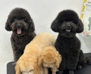 Kinh nghiệm nuôi chó mèo trong căn hộ nhỏ