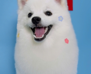 Có nên cắt lông chó mèo vào mùa hè không? Lợi ích & lưu ý từ Dog&Cat
