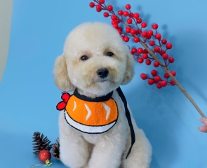 Bảng gói dịch vụ Spa thú cưng Dog&Cat – Silver, Gold, Diamond, Titanium
