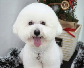 Bao lâu nên tắm cho chó mèo một lần?