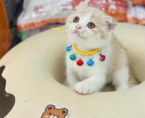 Cách nhận biết chó mèo đang bị stress