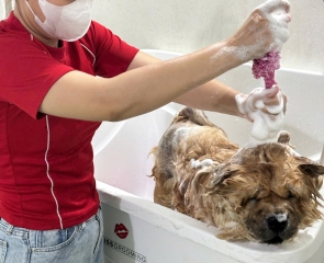 Lưu ý khi tắm cho chó mèo