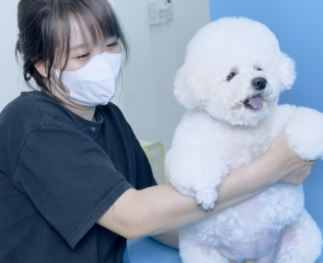 Dịch vụ triệt sản thú cưng Tây Ninh bạn nên biết