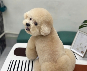 Dịch vụ làm đẹp cho thú cưng tại Tây Ninh nhà Dog&Cat
