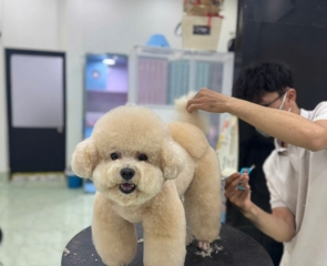 Dịch vụ chăm sóc thú cưng gần đây ở Tây Ninh hot hiện nay 