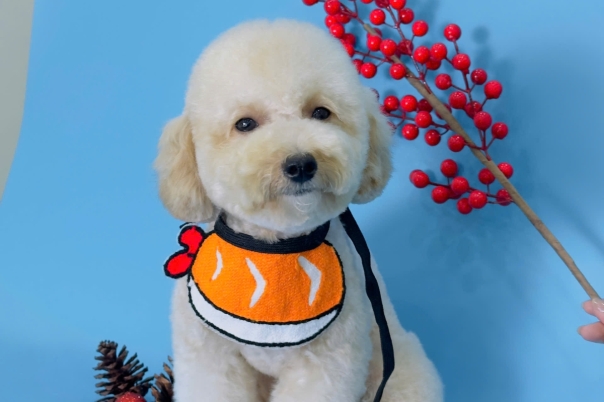 Dog&Cat – Pet Spa & Khách sạn thú cưng Tây Ninh